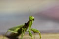 Mantis insect, adult. Search for a couple for procreation