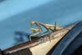 Mantis insect, adult. Search for a couple for procreation