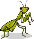 Mantis insect cartoon illustration Royalty Free Stock Photo