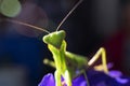 The mantis insect, close-up