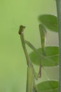 Mantis insect Royalty Free Stock Photo