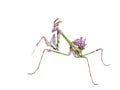 Mantis insect predator in hunting pose Royalty Free Stock Photo