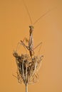 Praying mantis on dried flower. Mantodeos are an order of neoptera insects Royalty Free Stock Photo
