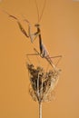 Praying mantis on dried flower. Mantodeos are an order of neoptera insects Royalty Free Stock Photo