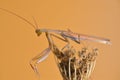 Praying mantis on dried flower. Mantodeos are an order of neoptera insects Royalty Free Stock Photo