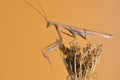 Praying mantis on dried flower. Mantodeos are an order of neoptera insects Royalty Free Stock Photo