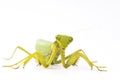Mantis insect white background Royalty Free Stock Photo