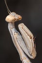 Mantis iris oratoria Royalty Free Stock Photo