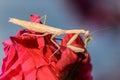 Mantis iris polystictica sits on red rose Royalty Free Stock Photo