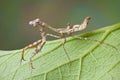 Mantis on leaf Royalty Free Stock Photo