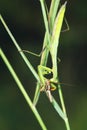Mantis and locust