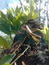 the mantis locust was basking in a tree