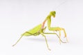 Mantis looking in camera. Exotic nature environment banner. Tro Royalty Free Stock Photo