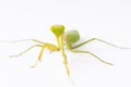 Mantis looking in camera. Exotic nature environment banner. Tro Royalty Free Stock Photo