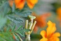A mantis is looking among the flowers, The European mantis Mantis religiosa Royalty Free Stock Photo