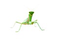 Mantis looking at us Royalty Free Stock Photo