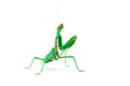 Green Female Mantis on White Royalty Free Stock Photo