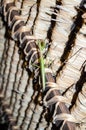 Mantis in Lumbung house Royalty Free Stock Photo