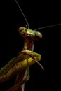 Mantis, macro photography common green mantis or pray mantis.