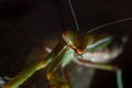 Mantis, macro photography common green mantis or pray mantis.