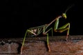 Mantis, macro photography common green mantis or pray mantis.