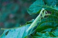 Mantis, Mantodea is on a green leaf in the garden.