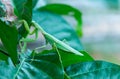 Mantis, Mantodea is on a green leaf.