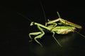 Mantis Mating