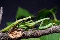 Mantis mating. The European mantis Mantis religiosa Royalty Free Stock Photo