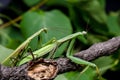 Mantis mating. The European mantis Mantis religiosa