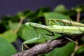 Mantis mating. The European mantis Mantis religiosa Royalty Free Stock Photo