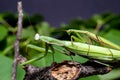 Mantis mating. The European mantis Mantis religiosa Royalty Free Stock Photo