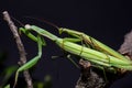 Mantis mating. The European mantis Mantis religiosa Royalty Free Stock Photo