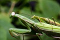 Mantis mating. The European mantis Mantis religiosa