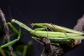 Mantis mating. The European mantis Mantis religiosa Royalty Free Stock Photo