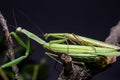 Mantis mating. The European mantis Mantis religiosa