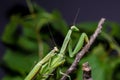 Mantis mating. The European mantis Mantis religiosa