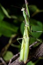 Mantis mating. The European mantis Mantis religiosa