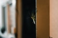 The mantis is a nasty little green bug with long legs and long antennae photographed backlit climbing up a door