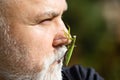 Mantis on nose. Comic and humor sense. Surprised old men with beard and mustache with big mantis on face. Funny story