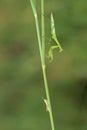 Mantis nymph and locust nymph