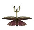 Mantis with open wings symmetrically