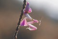 Mantis, orchid mantis, animals, macro, bokeh, insect, nature,