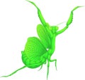 Mantis, painted cartoon character, vector illustration