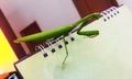 Mantis on paper, Royalty Free Stock Photo
