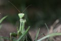 Portrait of European Mantis or Praying Mantis, Mantis religiosa, in nature Royalty Free Stock Photo