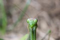 Portrait of European Mantis or Praying Mantis, Mantis religiosa, in nature Royalty Free Stock Photo