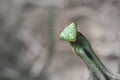 Portrait of European Mantis or Praying Mantis, Mantis religiosa, in nature Royalty Free Stock Photo