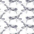 High detailed illustration of mantis pattern. Hand drawn butterfly sketch. Vintage insect drawing on white background.