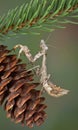 Mantis on Pine Cone Royalty Free Stock Photo